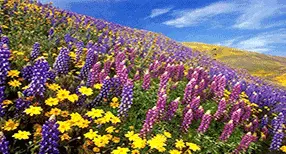 valley-of-flower-header